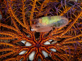 Crinoid Snapping Shrimp on Feather Star