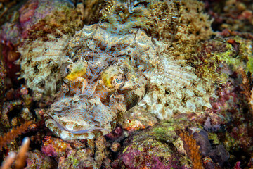 Crocodile Flathead Camouflaged on Coral Reef
