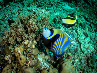 Emperor Angelfish and Moorish Idol on Coral Reef
