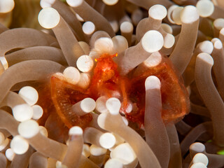 Orangutan Crab in Sea Anemone