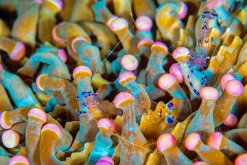 Sarasvati Anemone Shrimp on Anemone Tentacles