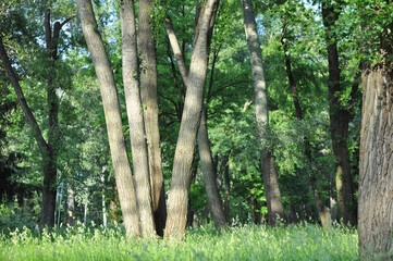 Beautiful forest glade with trees, grass and copy space in sun light