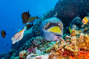 Titan Triggerfish Patrolling Colorful Coral Reef