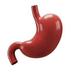 Anatomical Model of the Human Stomach. Cut Out, Clipping Path Isolated on Transparent Background.
