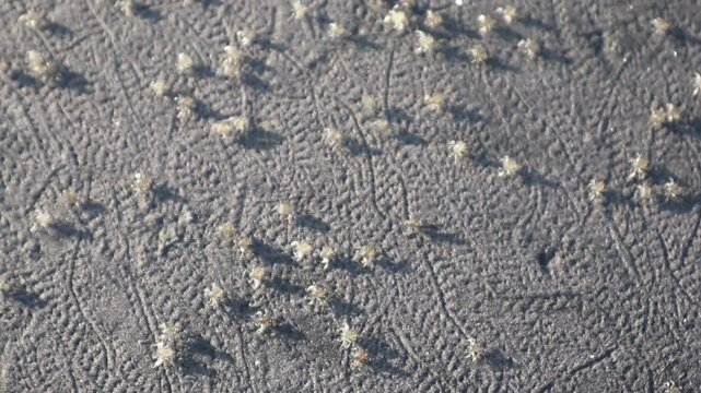 Atlantic ghost crab (Ocypode quadrata) on the sand. Atlantic ghost crab colony (Ocypode quadrata)