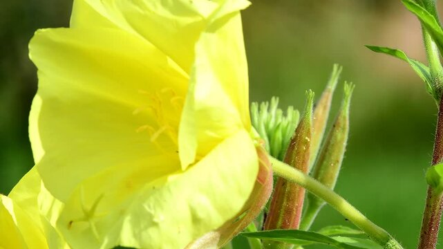 evening primrose, American medicinal plant with flower in  summer in a German garden
