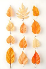 Obraz premium Beautiful Orange Autumn Leaves Collection Arranged on White Background Display. Stunning collection of vibrant orange fall leaves showcasing various shapes including maple elm and compound leaves.