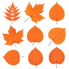 Naklejka premium Beautiful Orange Autumn Leaves Collection Arranged on White Background Display. Stunning collection of vibrant orange fall leaves showcasing various shapes including maple elm and compound leaves.