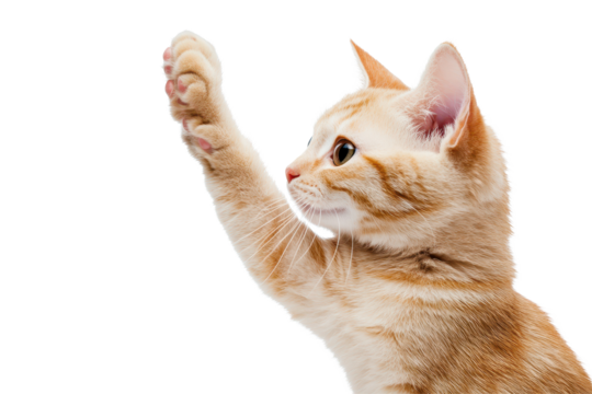 Cat performs a high five gesture against a clean, transparent background showcasing its playful nature and charm in a moment of interaction