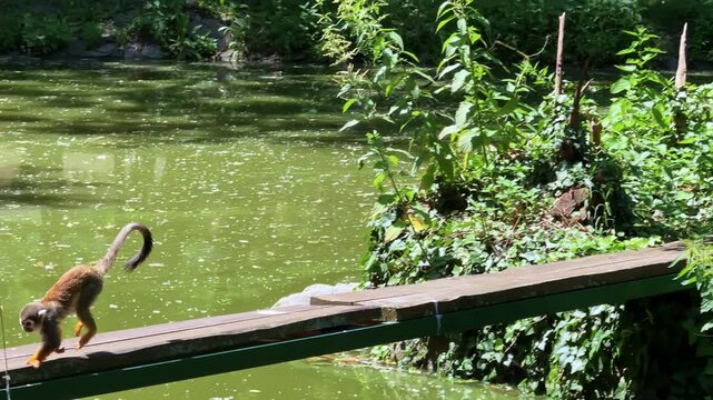 Squirrel monkey crossing a narrow bridge. A squirrel monkey skillfully navigates a wooden bridge near a lush, green pond surrounded by vibrant foliage.