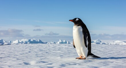 Majestic Gentoo Penguin Standing on Glacial Ice Against Clear Blue Sky in Antarctic Landscape