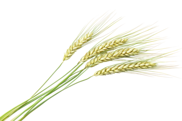 Realistic barley plant with golden grains displayed on a clean white background showcasing its natural beauty and agricultural significance in a minimalist composition