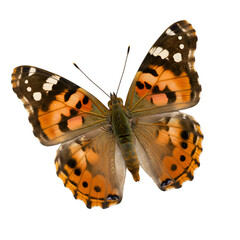 Naklejka premium Close-up of a butterfly (8)