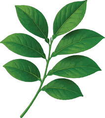 Realistic lemon leaves