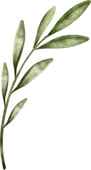 Fototapeta premium Watercolor olive branch illustration on transparent background.