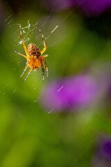 A bright orange spider is seen hanging on its web with a vibrant purple and green blurred background.