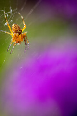 A bright orange spider is seen hanging on its web with a vibrant purple and green blurred background.