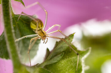 A small green spider is perched on a leaf with a soft pink and white background.