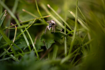 A tiny jumping spider sits on a blade of grass, surrounded by vibrant green vegetation.