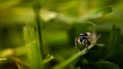 A tiny jumping spider sits on a blade of grass, surrounded by vibrant green vegetation.