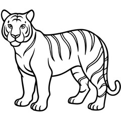 Roaring Grace White Tiger Full Body Line Drawing