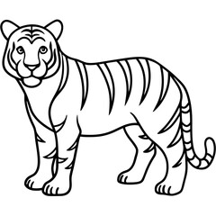Roaring Grace White Tiger Full Body Line Drawing