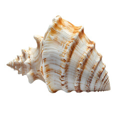 Seashell spiral ocean treasure nature beauty brown white coastal