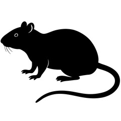 rat on a white background