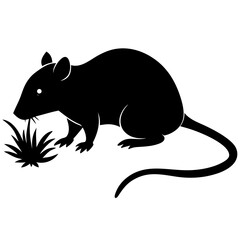 rat on a white background