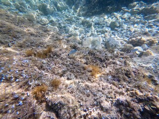 Urlaub, Kroatien, Insel, Krk