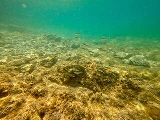 Urlaub, Kroatien, Insel, Krk