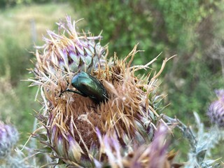 Urlaub, Kroatien, Insel, Krk