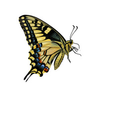 Obraz premium Detailed illustration of a butterfly in flight
