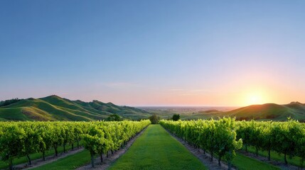Naklejka premium Gentle hillside vineyard with rows of green grapevines leading into sunset horizon