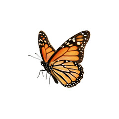 Fototapeta premium Monarch butterfly, in flight