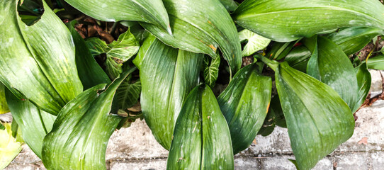 Fototapeta premium close up of green leaves