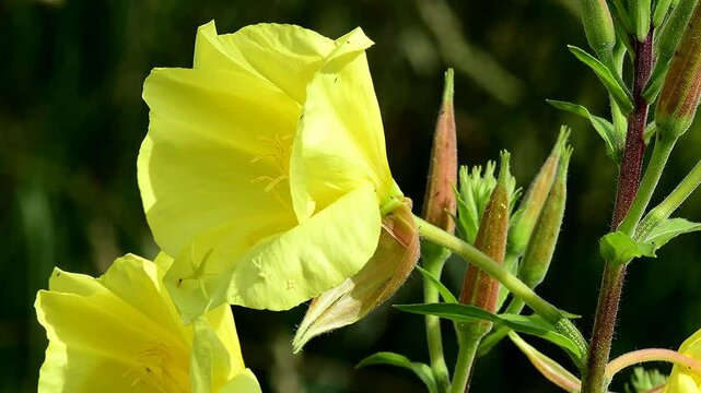 evening primrose, American medicinal plant with flower in  summer in a German garden
