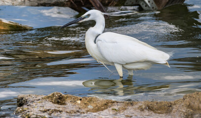 White water bird, with long legs - Egretta garzetta. Water bird in the natural environment.