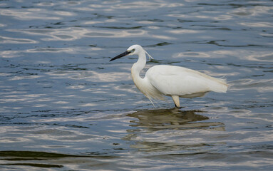 White water bird, with long legs - Egretta garzetta. Water bird in the natural environment.