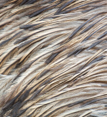 The feathers of a bird are shown in a close up