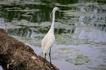 White water bird, with long legs - Egretta garzetta. Water bird in the natural environment.