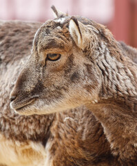 A goat with a brown face and brown hair