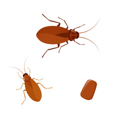 Cockroach lifecycle showing different stages of development
