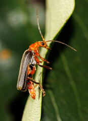 A bug is on a leaf