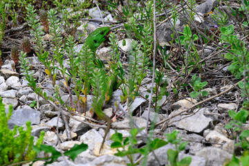 Westliche Riesensmaragdeidechse // Balkan green lizard (Lacerta trilineata trilineata) - Großer...