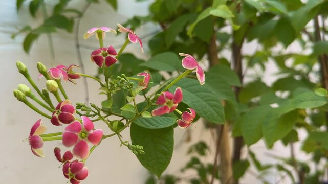 closeup of Madhumalti Creeper flower blooming in the garden
also known as Rangoon Creeper madhurilata Combretum Indicum