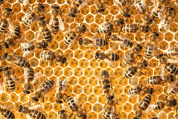 Nectar and honey from meadow and wild flowers. 
The most useful honey. Contains the largest number...