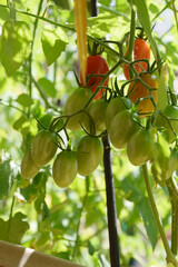 Mini-Tomato growing up / 真夏の家庭菜園で育てる夏野菜，ミニトマトの実(プチトマト) - 生育途中