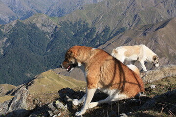 two dogs playing