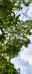 green leaves against the blue sky